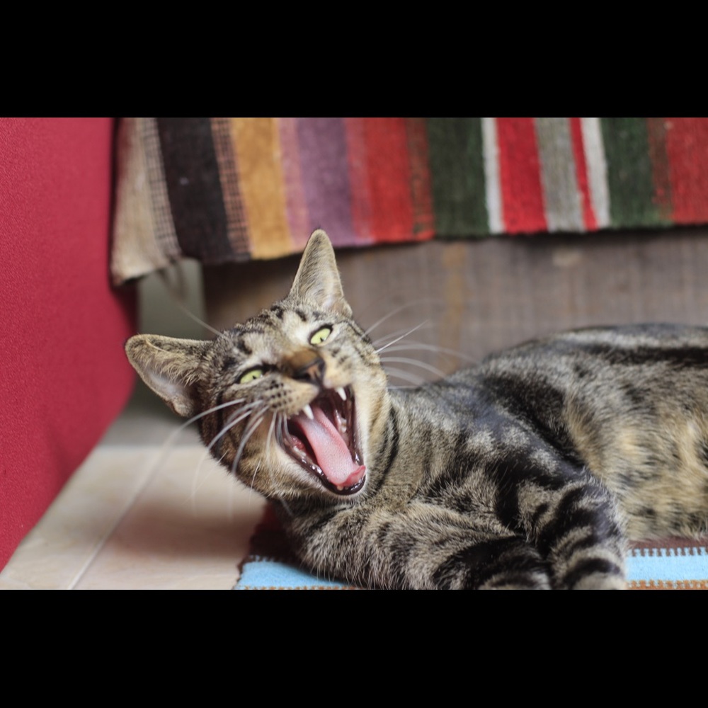 Meet your Posher, Diana